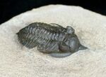 Nice Pseudocryphaeus (Cryphina) Trilobite #3966-2